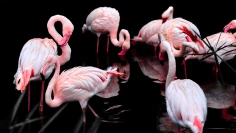 pink-flamingo-3206415_1920
