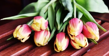 tulips-3223283_1280 tulips-3223283_1280